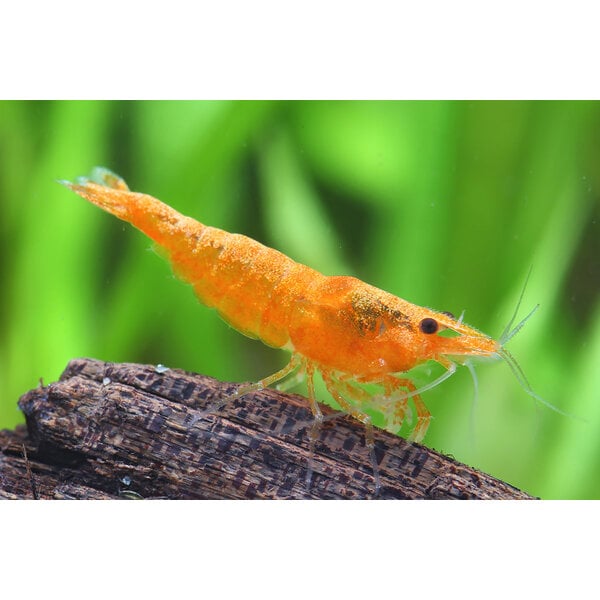  Orange Rili Shrimp FW ( Neocaridina davidi var. )