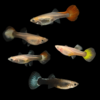 Assorted Guppy