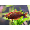 Red Irian Rainbowfish (Pair)
