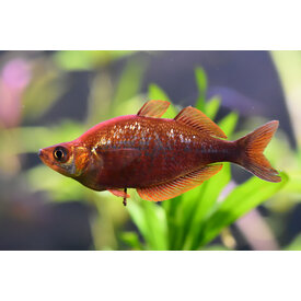 Red Irian Rainbowfish (Pair)