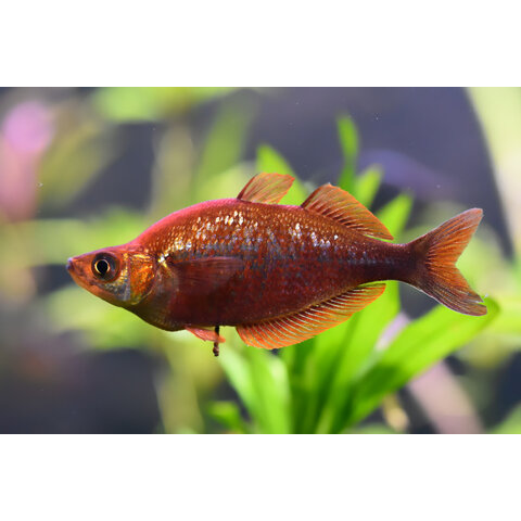 Red Irian Rainbowfish (Pair)