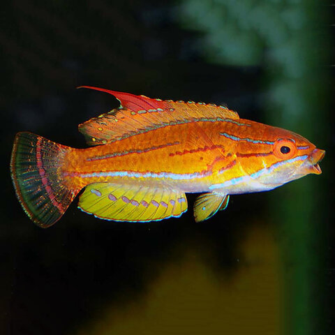 Yellowfin Flasher Wrasse