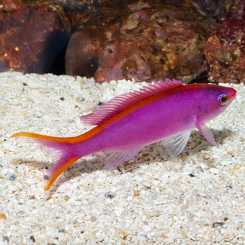 Purple Queen  Anthias ( Pseudanthias tuka ) (Male)