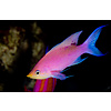 Purple Queen Anthias ( Pseudanthias tuka ) (Female)