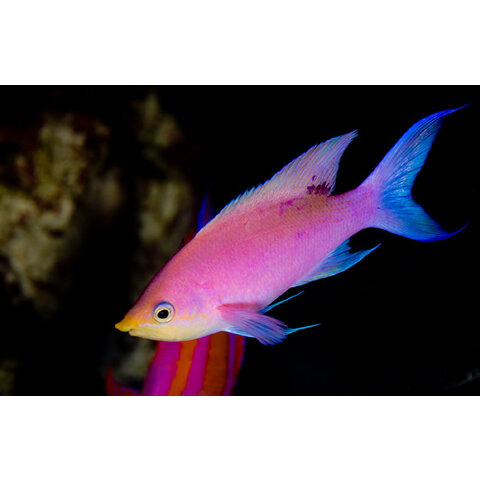Purple Queen Anthias ( Pseudanthias tuka ) (Female)