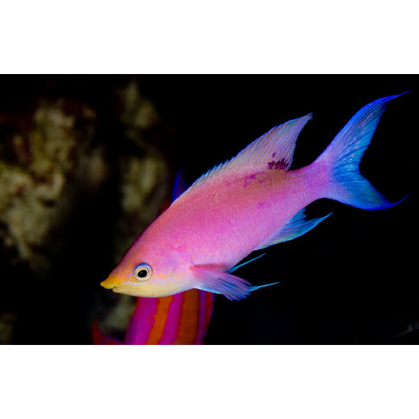  Purple Queen Anthias ( Pseudanthias tuka ) (Female)