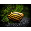 Zebra Nerite Snail FW ( Neritina natalensis )