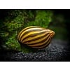 Zebra Nerite Snail FW (Neritina turrita)