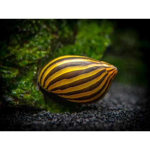 Zebra Nerite Snail FW ( Neritina natalensis )