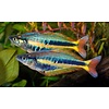 Alleni Wapoga Rainbowfish