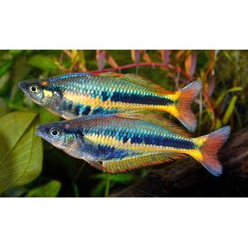  Alleni Wapoga Rainbowfish Male