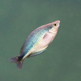  Lake Kutubu Rainbowfish