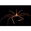 Arrow Crab