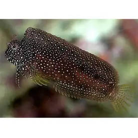  Starry Blenny