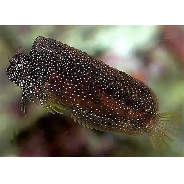  Starry Blenny