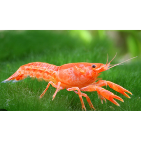  Mexican Dwarf Crayfish
