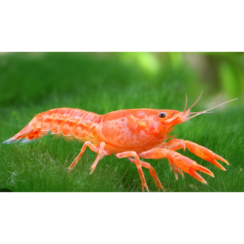 Mexican Dwarf Crayfish