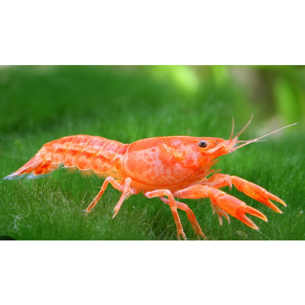  Mexican Dwarf Crayfish