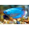Blue Neon Dwarf Gourami