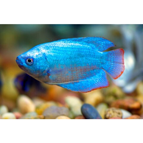 Blue Neon Dwarf Gourami