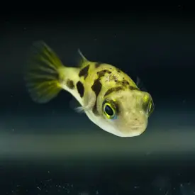  Pea Puffer FW