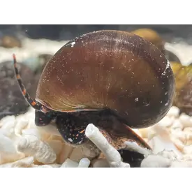  Blueberry FW Snail