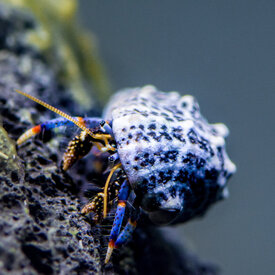  Blue Leg Hermit Crab