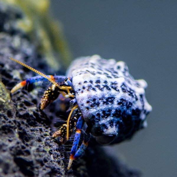  Blue Leg Hermit Crab