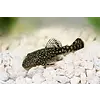 Bristlenose Pleco