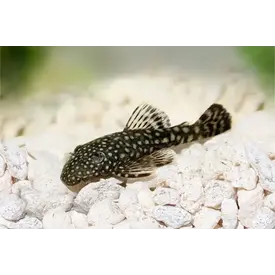  Bristlenose Pleco