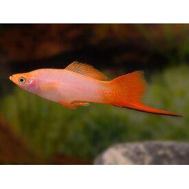  Pink Comet Swordtail