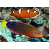Red Coris Wrasse