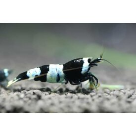  Mambo Bee Shrimp