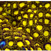 King Midas Zoa Frag