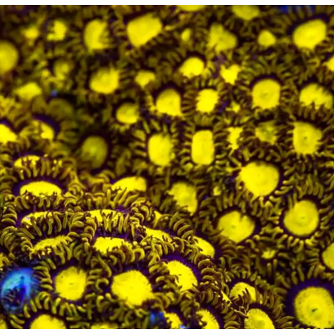King Midas Zoa Frag