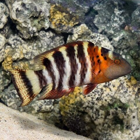 Red Breasted Wrasse