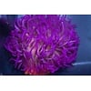 Long Tentacle Anemone Purple