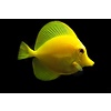 Biota Captive Bred Yellow Tang Small