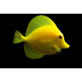 Biota Biota Captive Bred Yellow Tang Small