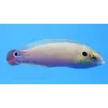Earmuff Wrasse