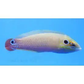  Earmuff Wrasse