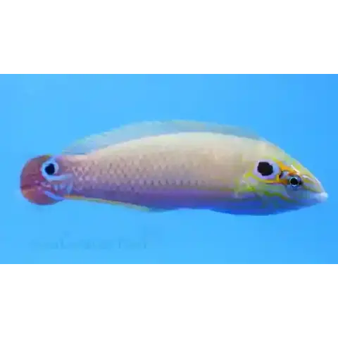 Earmuff Wrasse