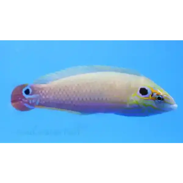  Earmuff Wrasse