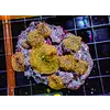Leopard Mushroom (Orange)