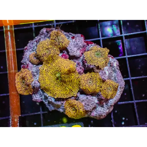Leopard Mushroom (Orange)