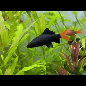  Red Tailed Black Shark
