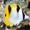 Falcula Butterfly Fish ( Chaetodon falcula )