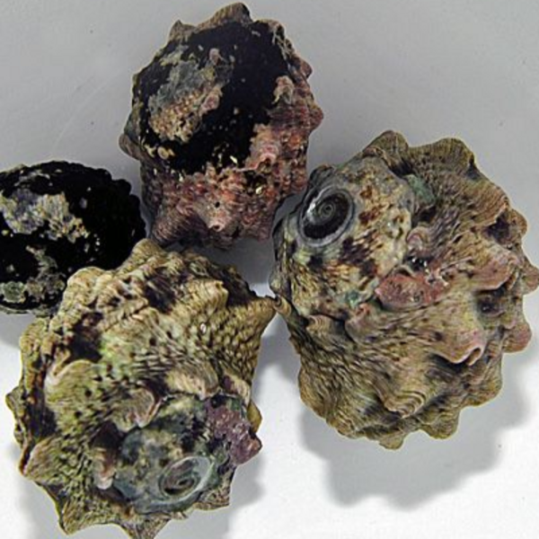  Crowned Turban Snail ( Lunella coronata )