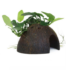 Products tagged with Anubias