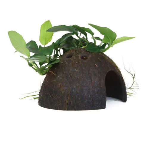 Anubias Barteri var. Nana on Coconut Shell